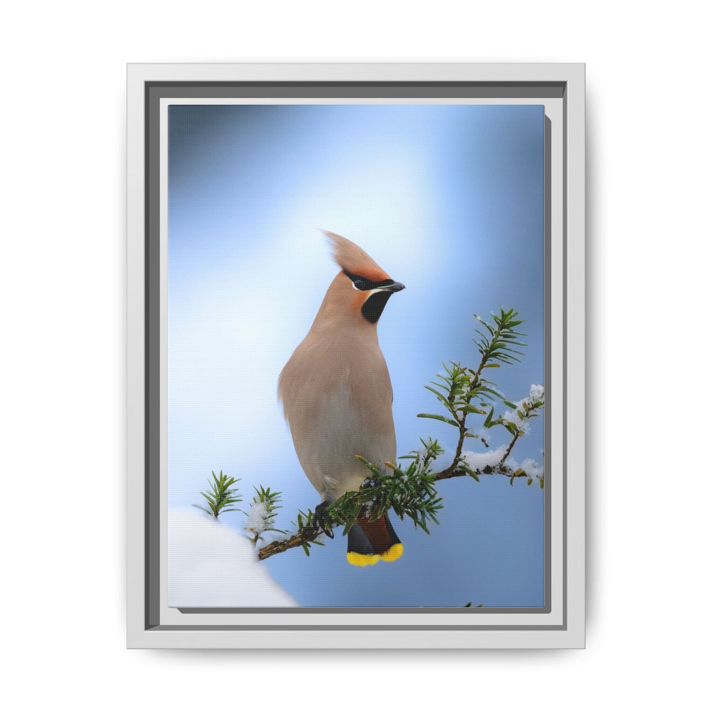 Bohemian Waxwing