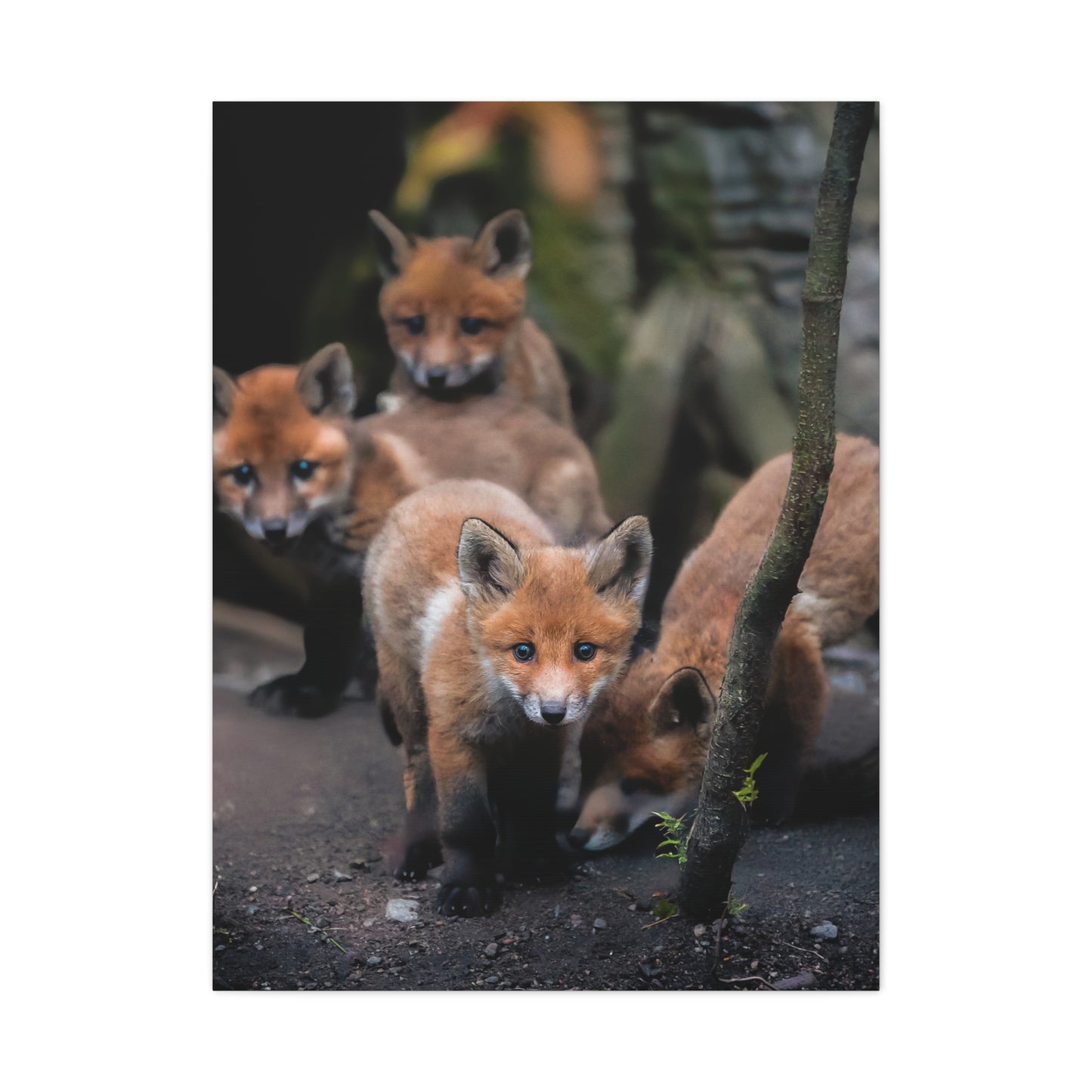 Fox Siblings