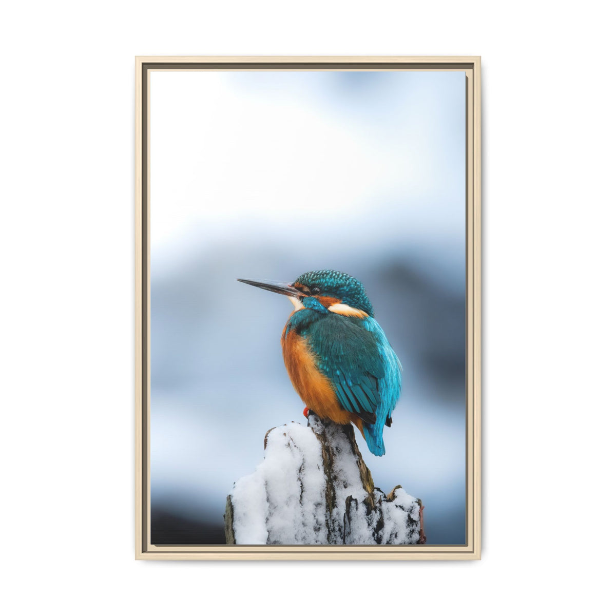 Framed Kingfisher Canvas Print — Matte Nature Wall Art