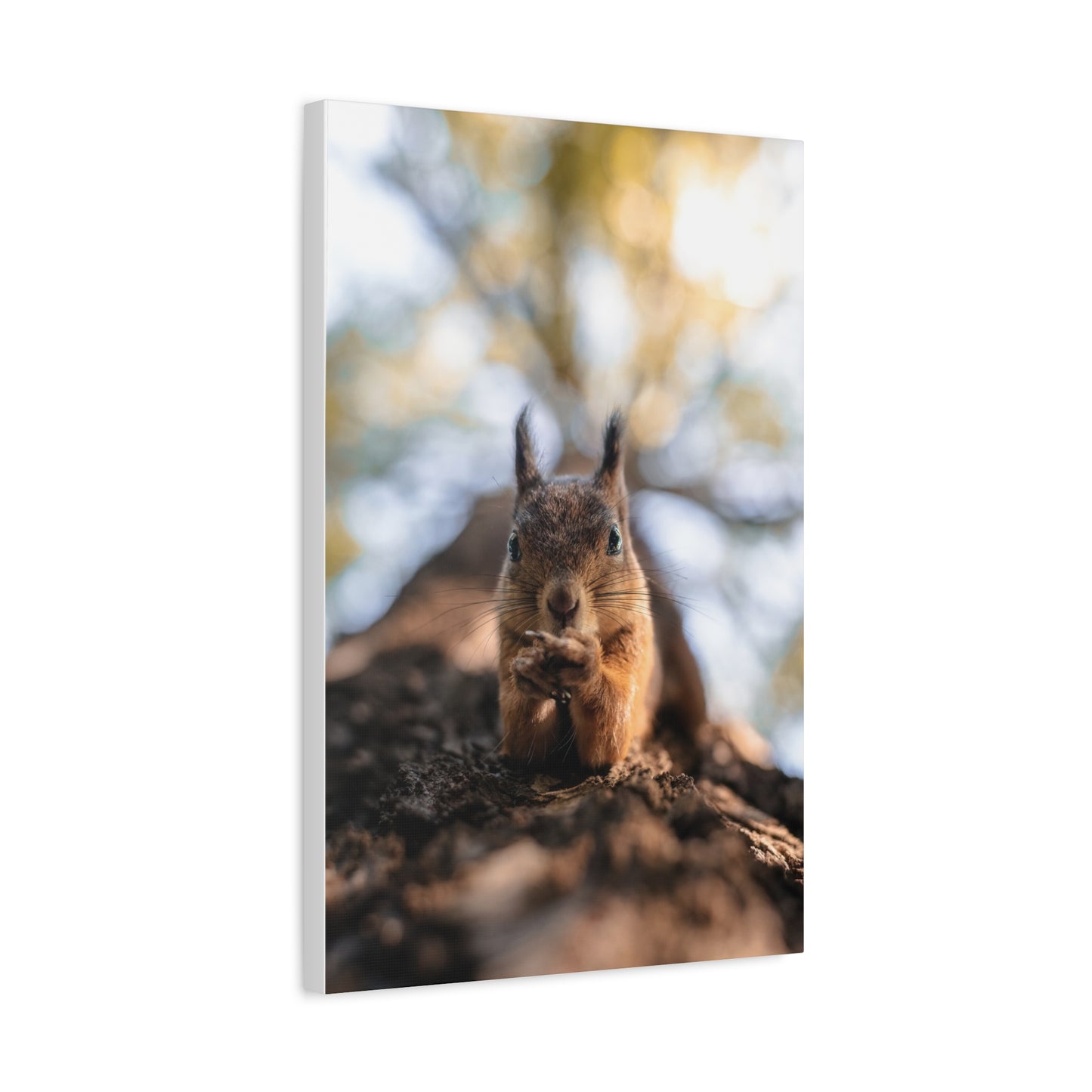 Posing Squirrel