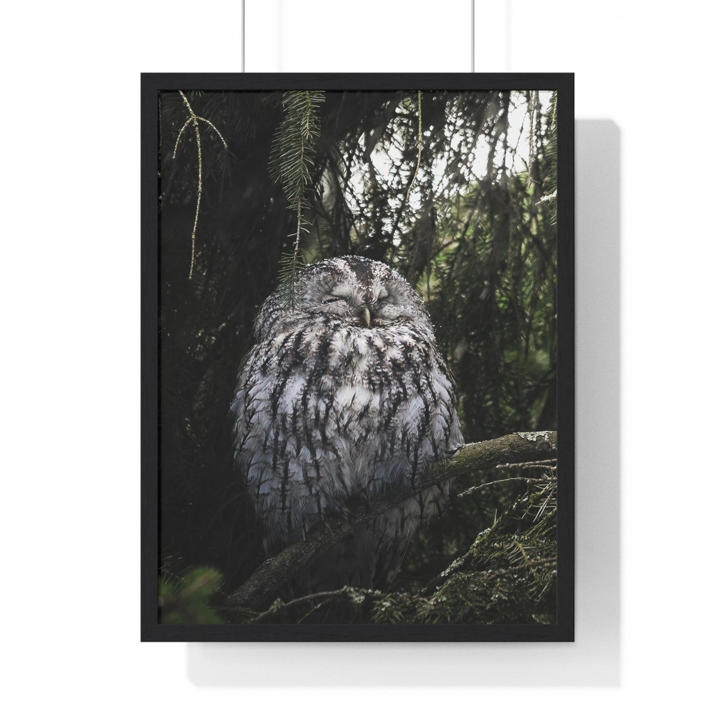 Sleepy Tawny Owl