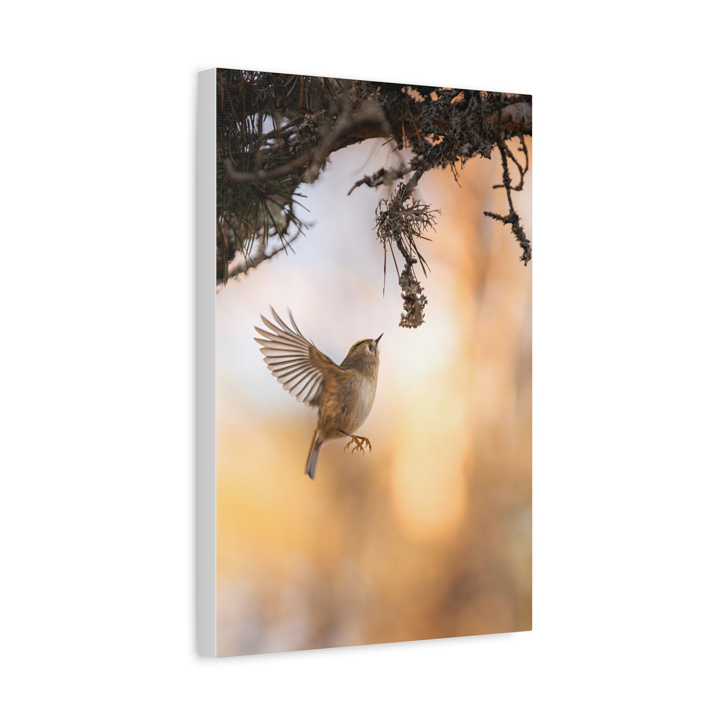 Flying Goldcrest Matte Canvas