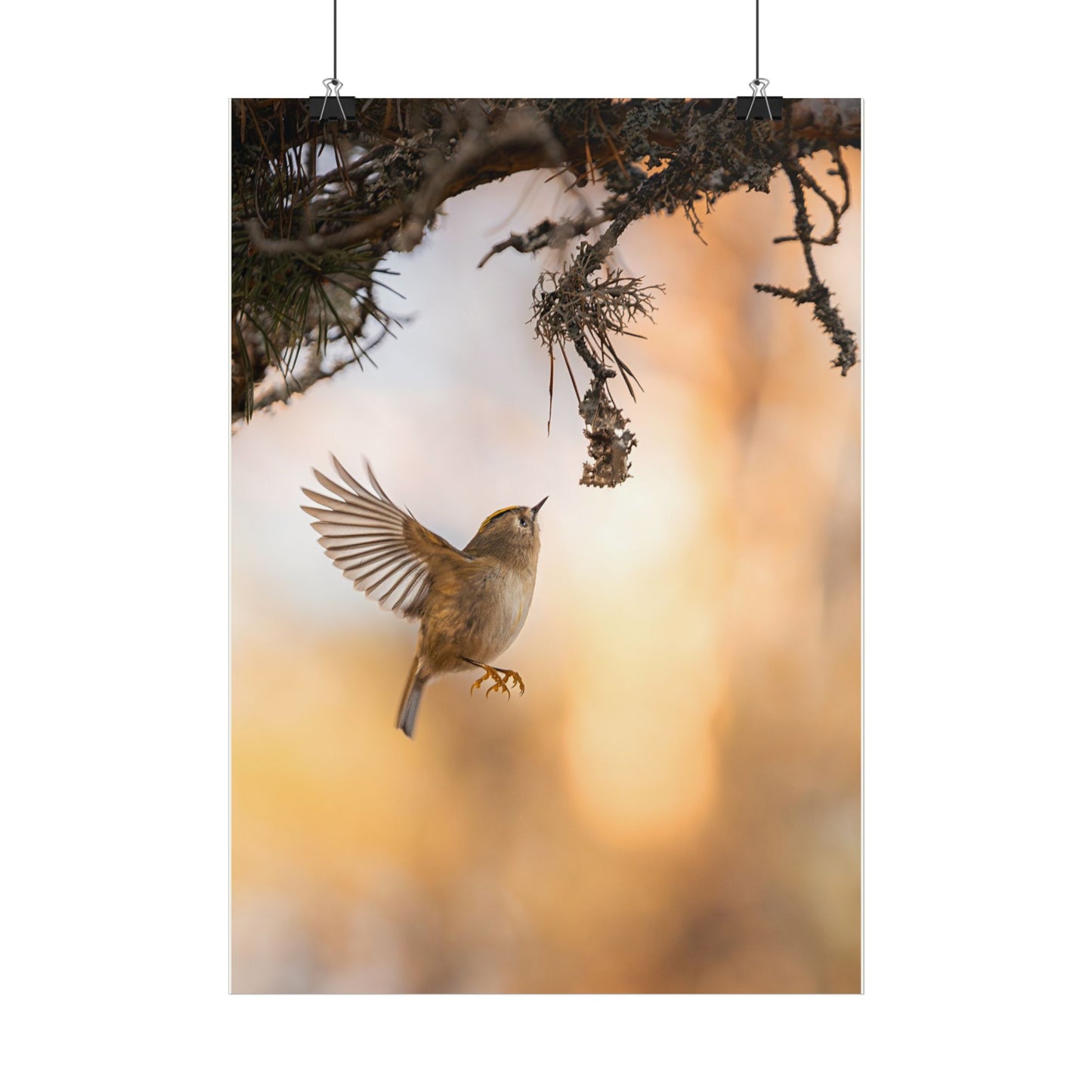 Flying Goldcrest poster