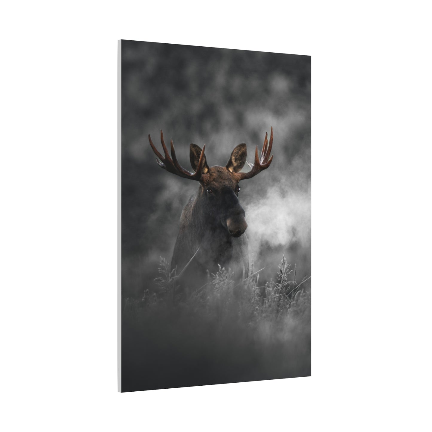 Mighty Moose
