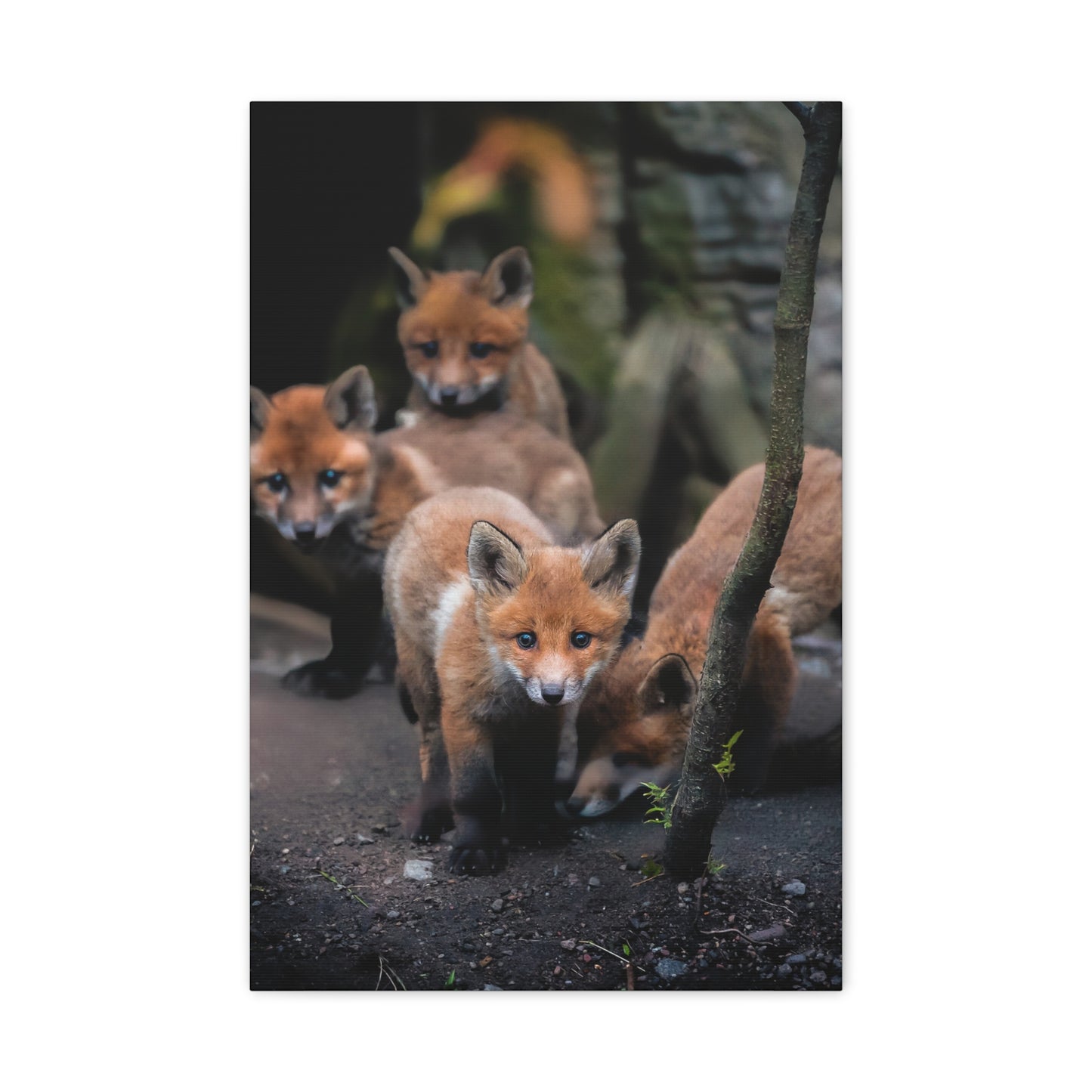 Fox Siblings