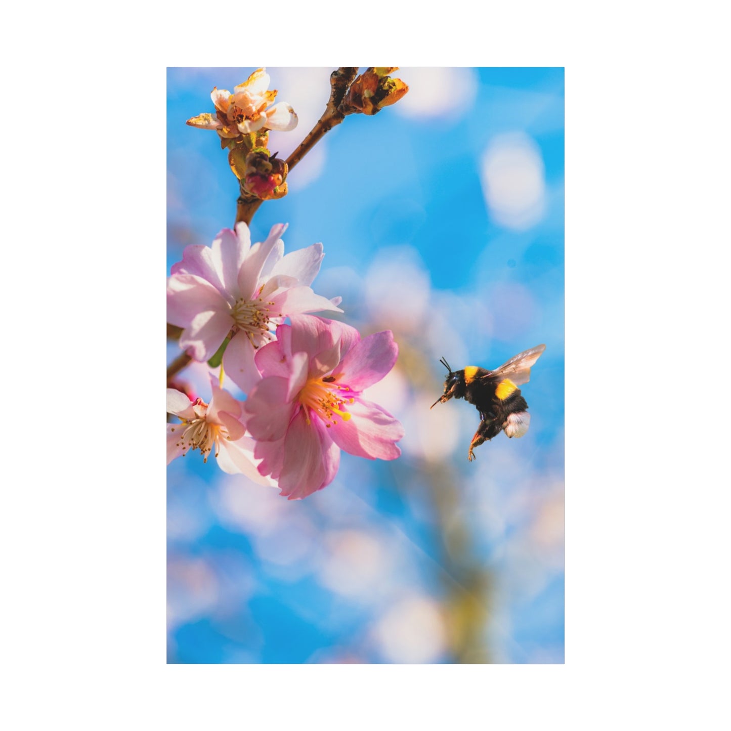 Bumblebee