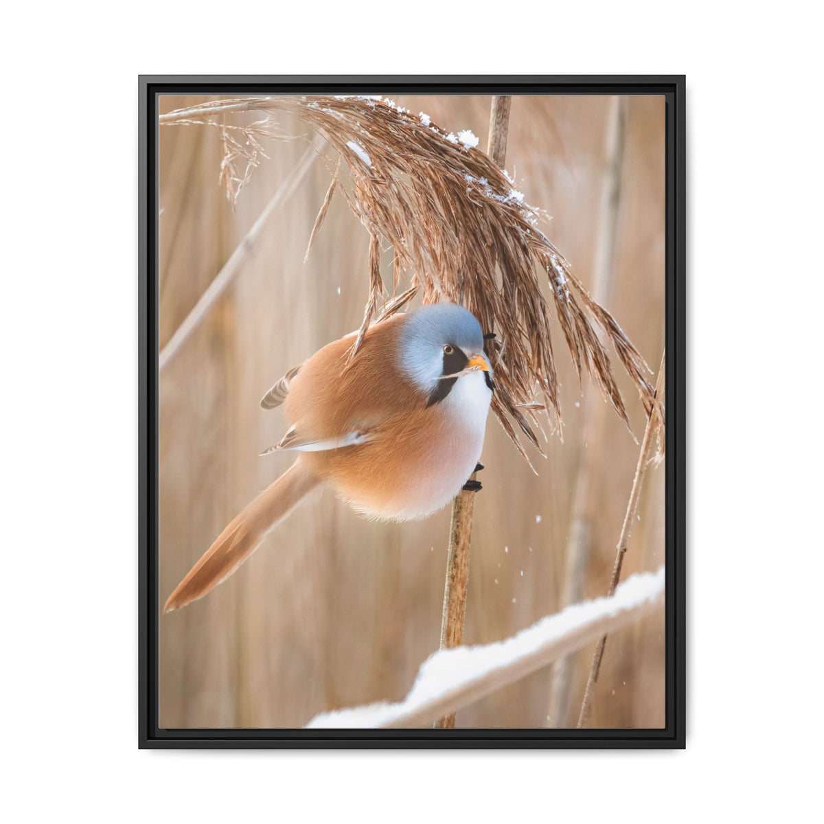 Framed Matte Canvas - Bearded Reedling Bird Photography (Winter Marsh)