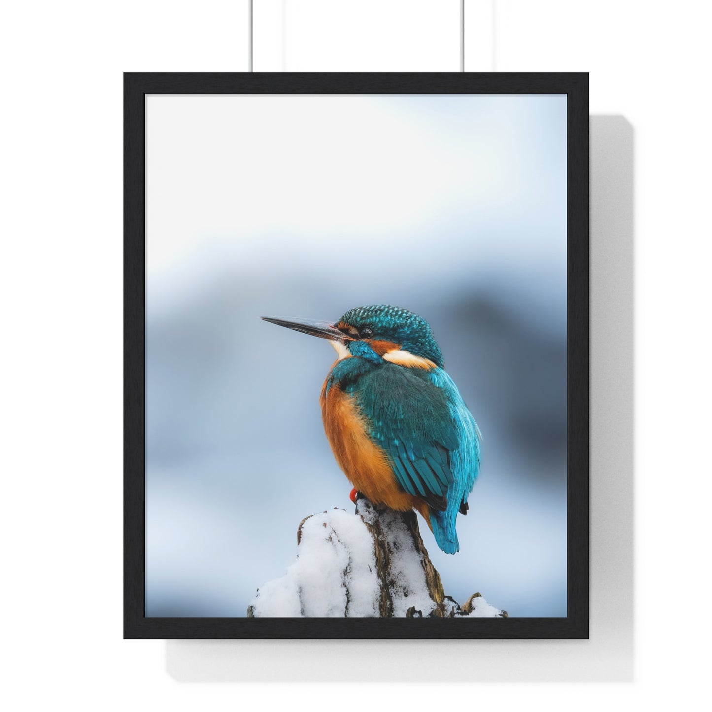 Kingfisher posing