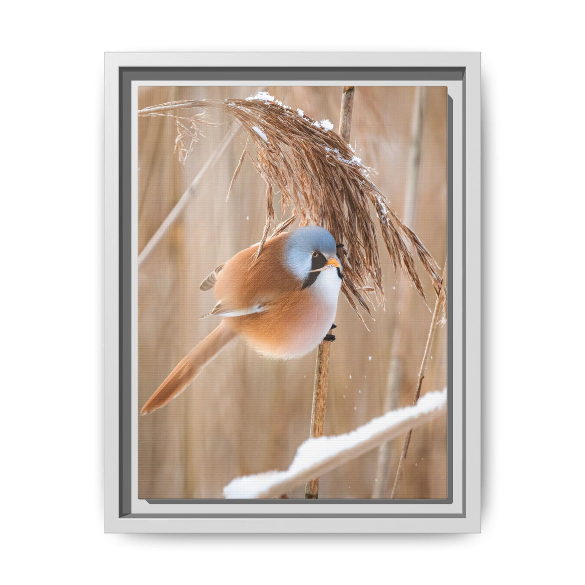 Framed Matte Canvas - Bearded Reedling Bird Photography (Winter Marsh)