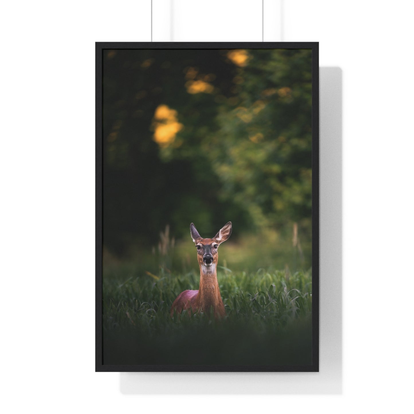 Midsummer Deer
