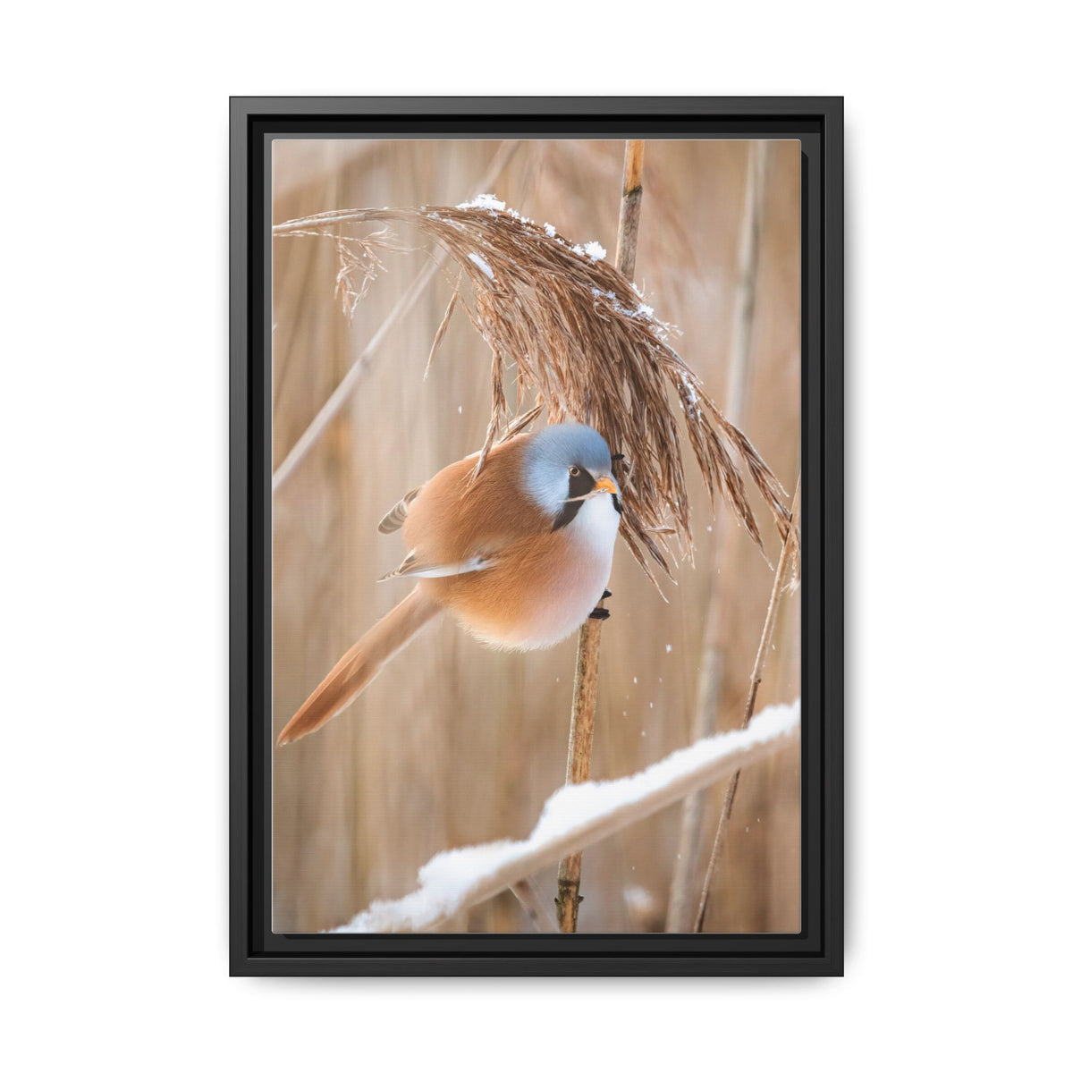 Framed Matte Canvas - Bearded Reedling Bird Photography (Winter Marsh)