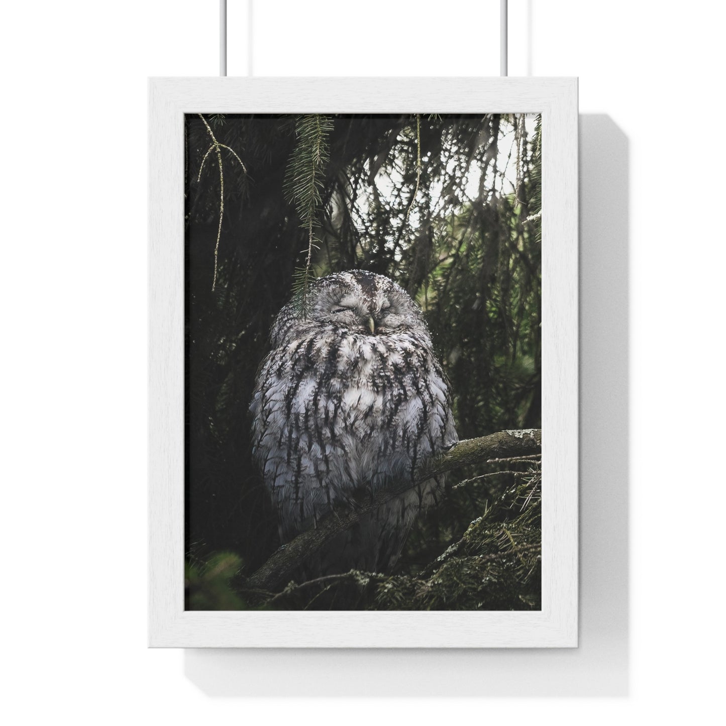 Sleepy Tawny Owl