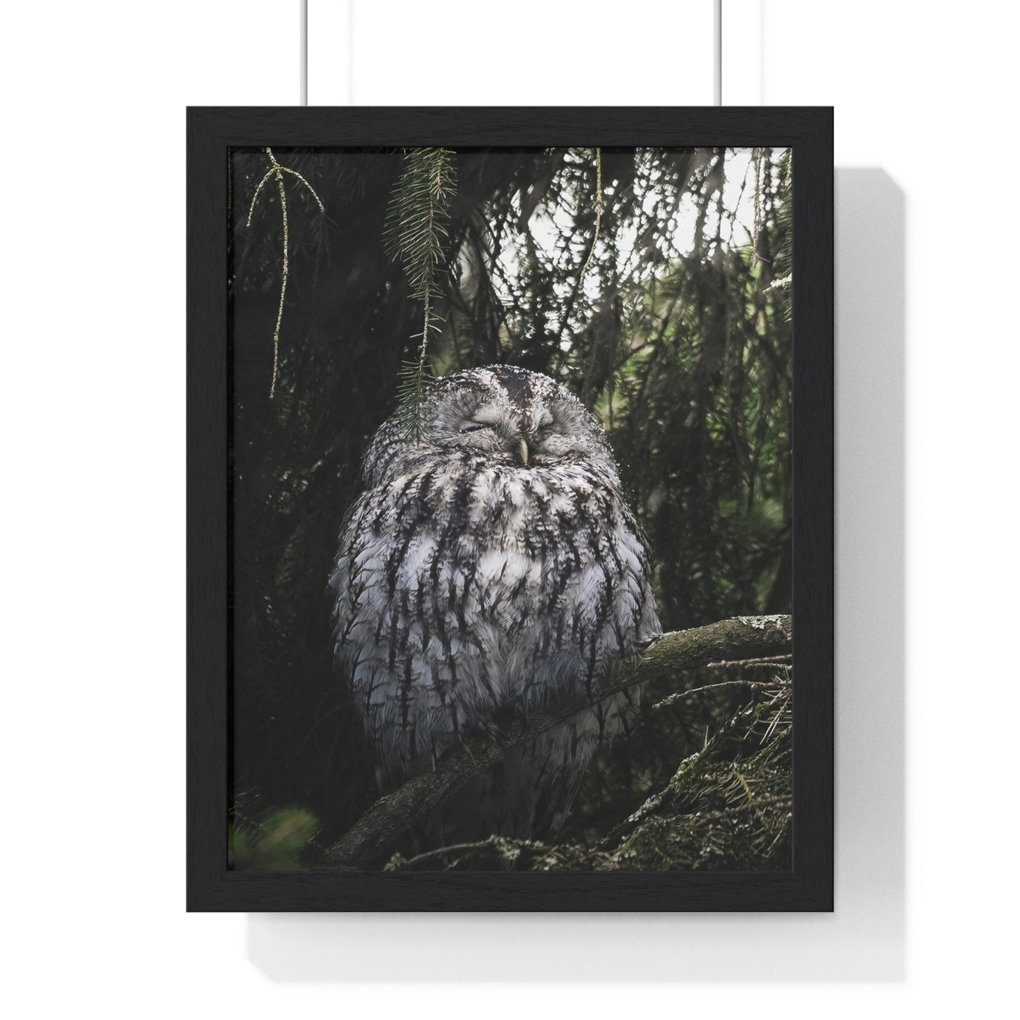 Sleepy Tawny Owl
