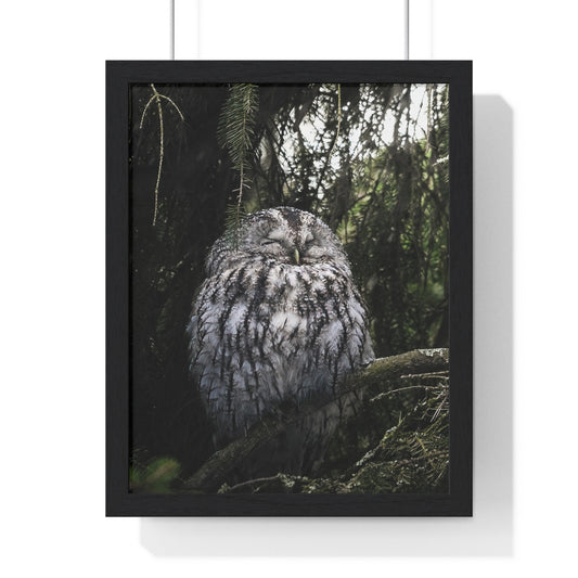 Sleepy Tawny Owl