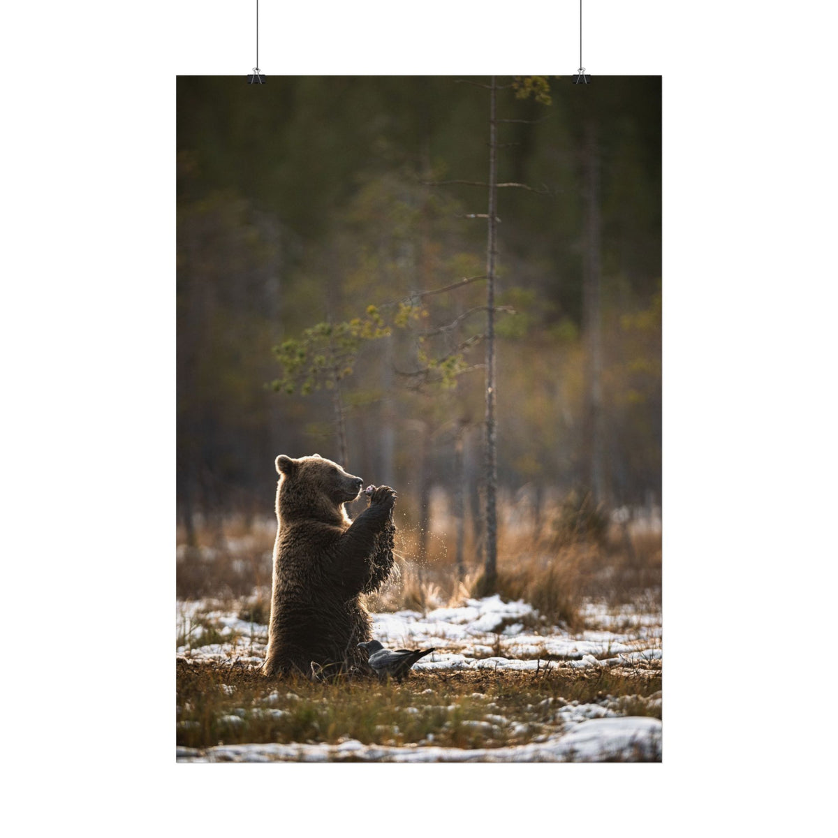 Praying Bear poster