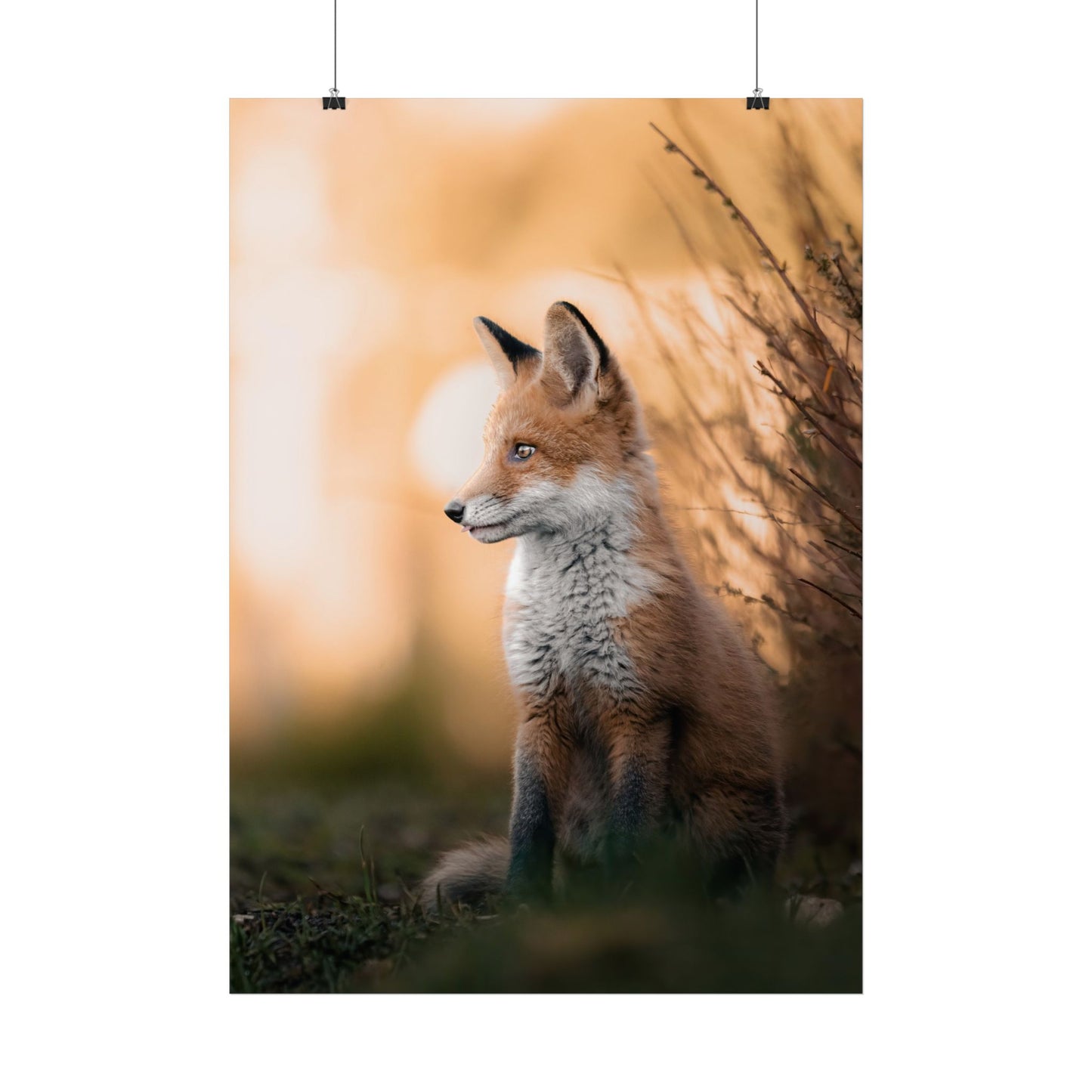 Sunset Fox Poster