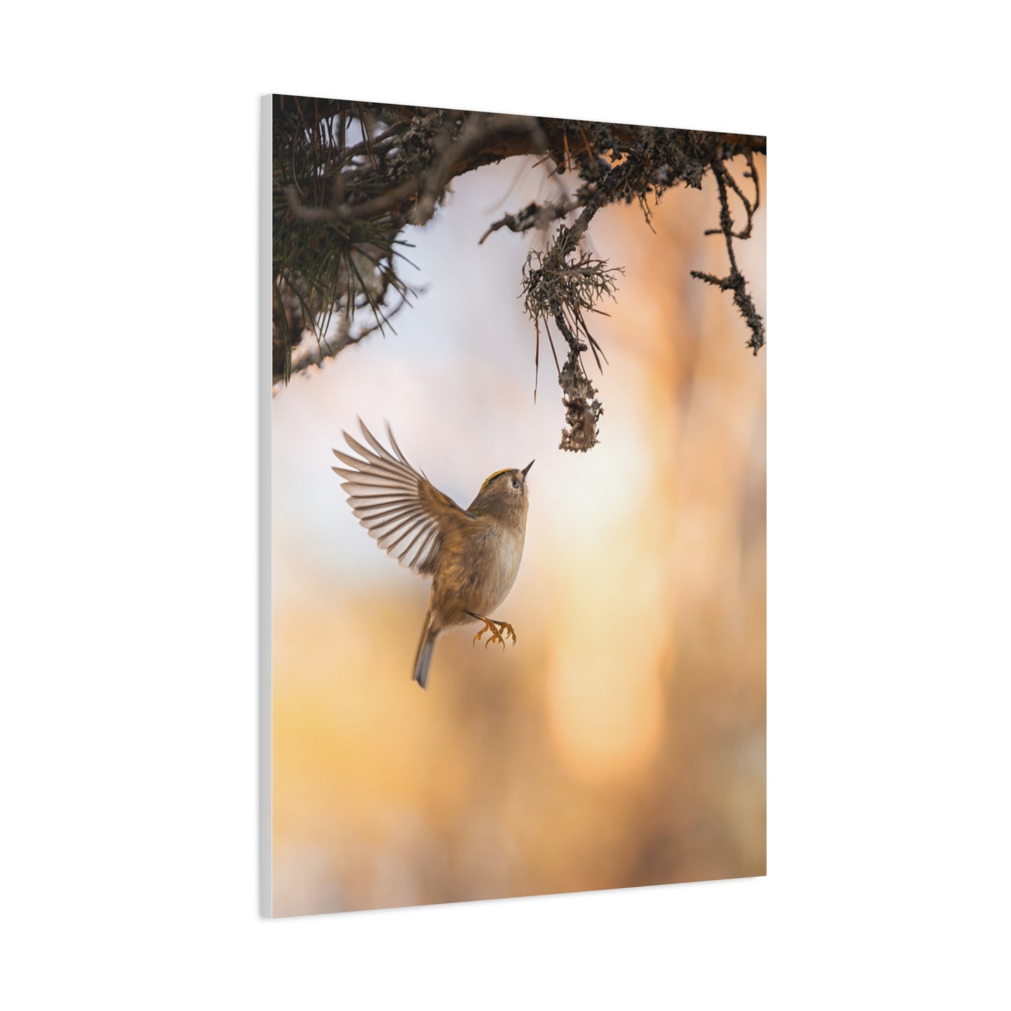 Flying Goldcrest Matte Canvas