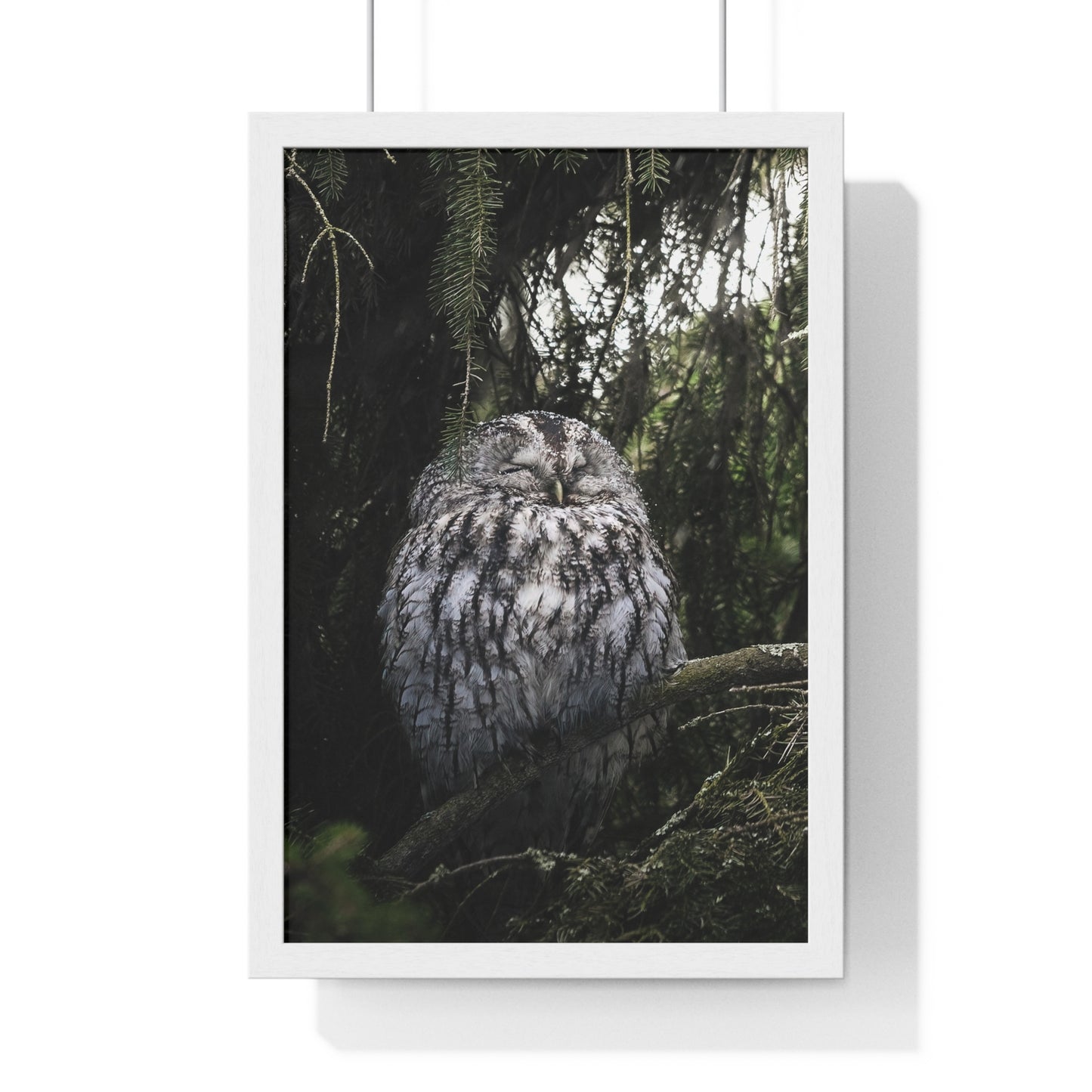 Sleepy Tawny Owl