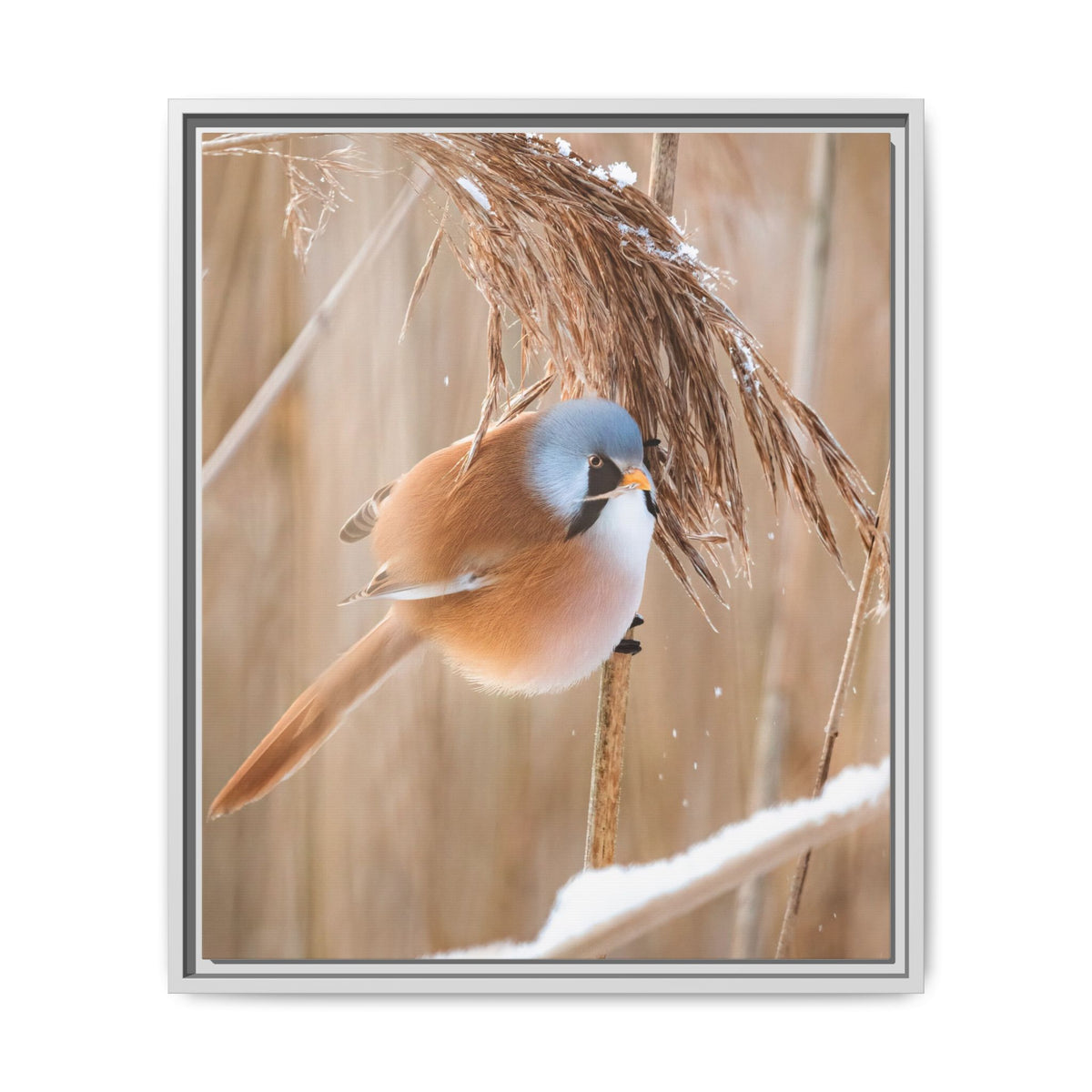 Framed Matte Canvas - Bearded Reedling Bird Photography (Winter Marsh)