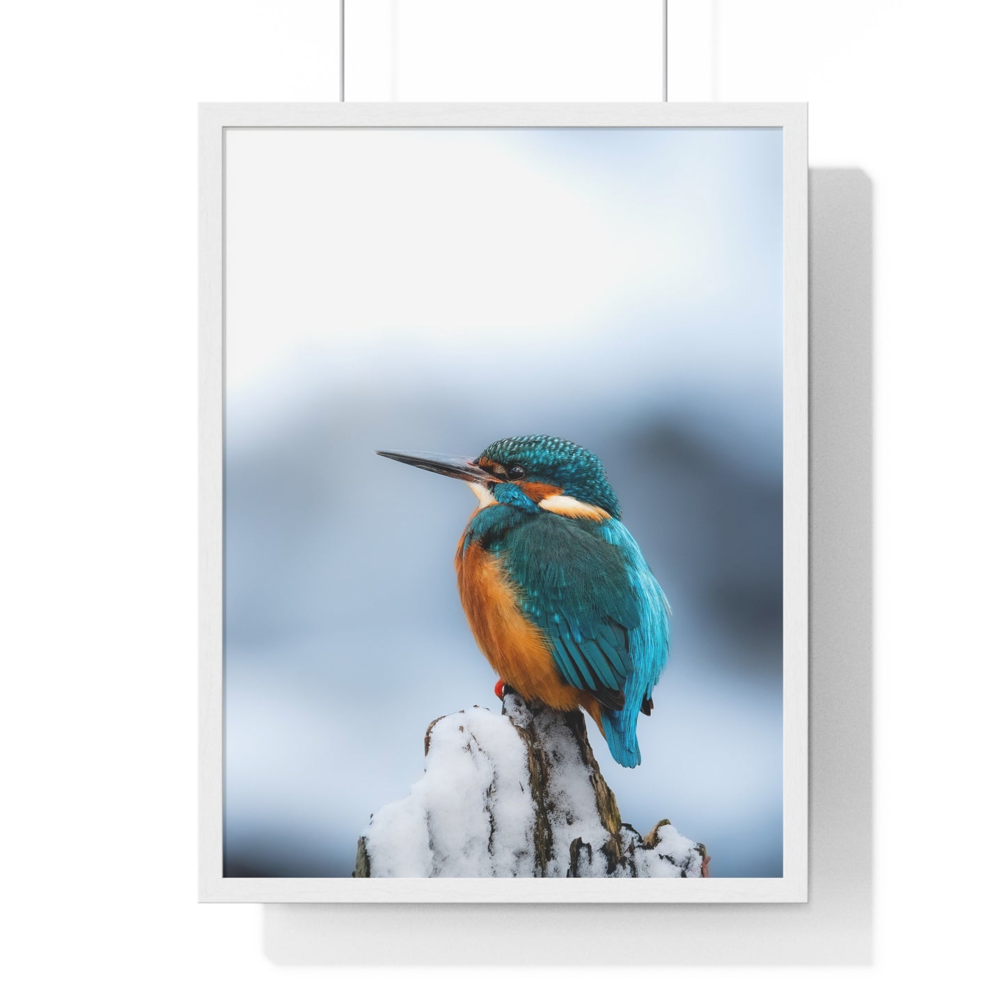 Kingfisher posing