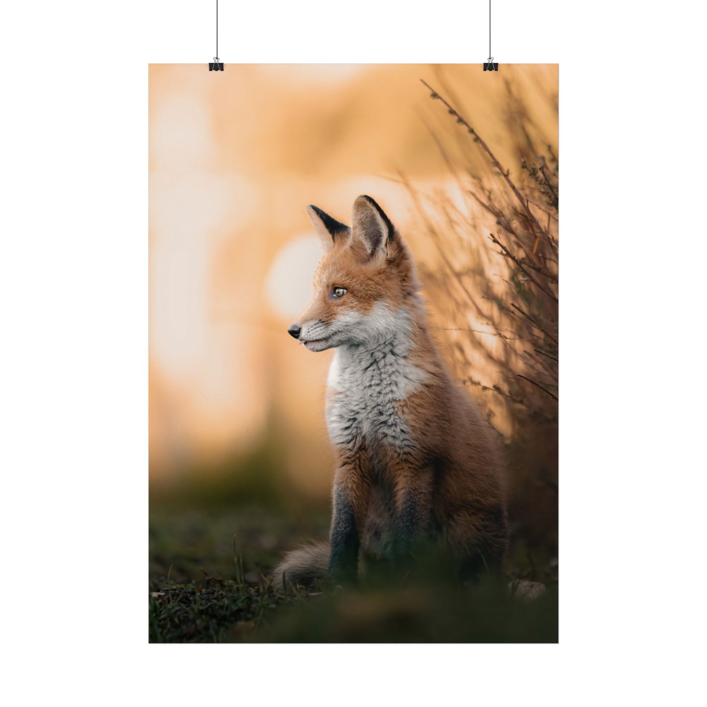 Sunset Fox Poster