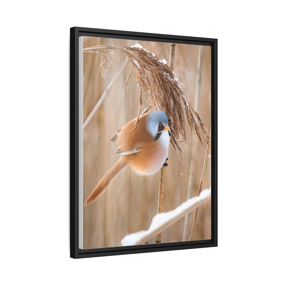 Framed Matte Canvas - Bearded Reedling Bird Photography (Winter Marsh)