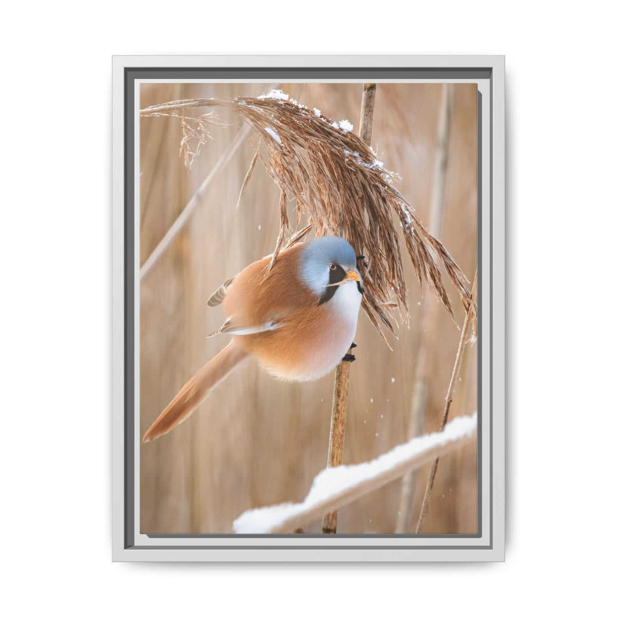 Framed Matte Canvas - Bearded Reedling Bird Photography (Winter Marsh)
