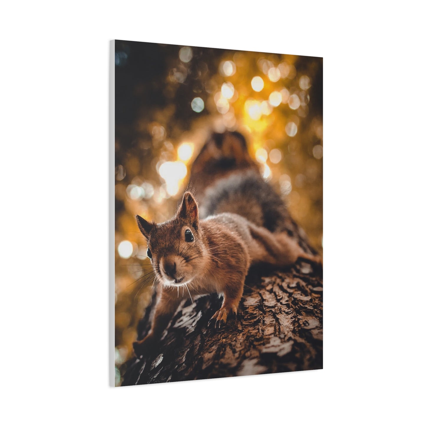 Superhero Squirrel