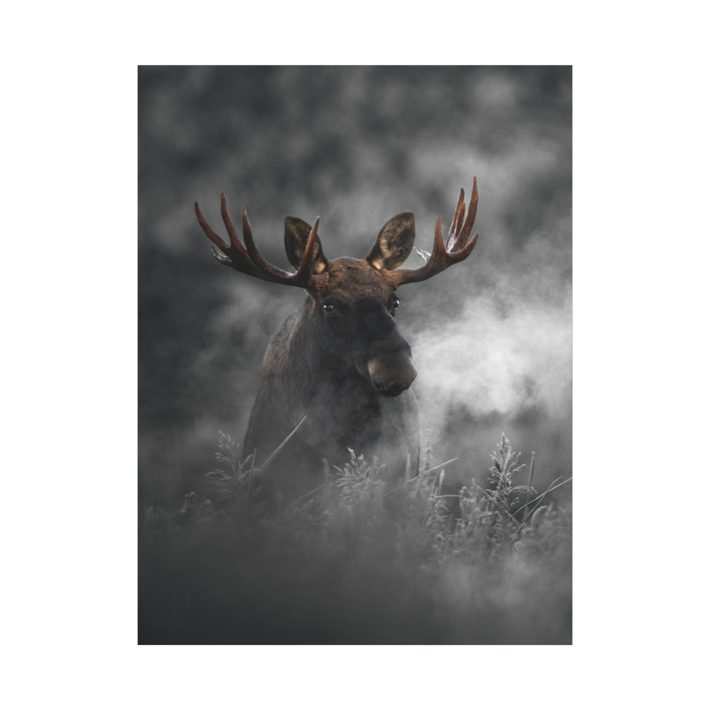 Mighty Moose