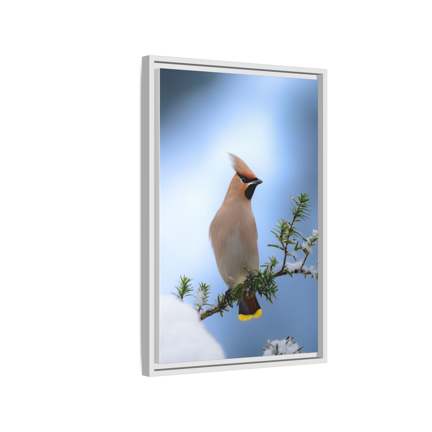 Bohemian Waxwing