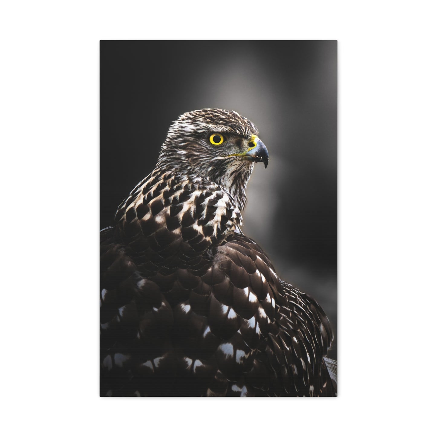 Close up Goshawk
