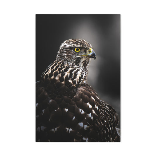 Close up Goshawk