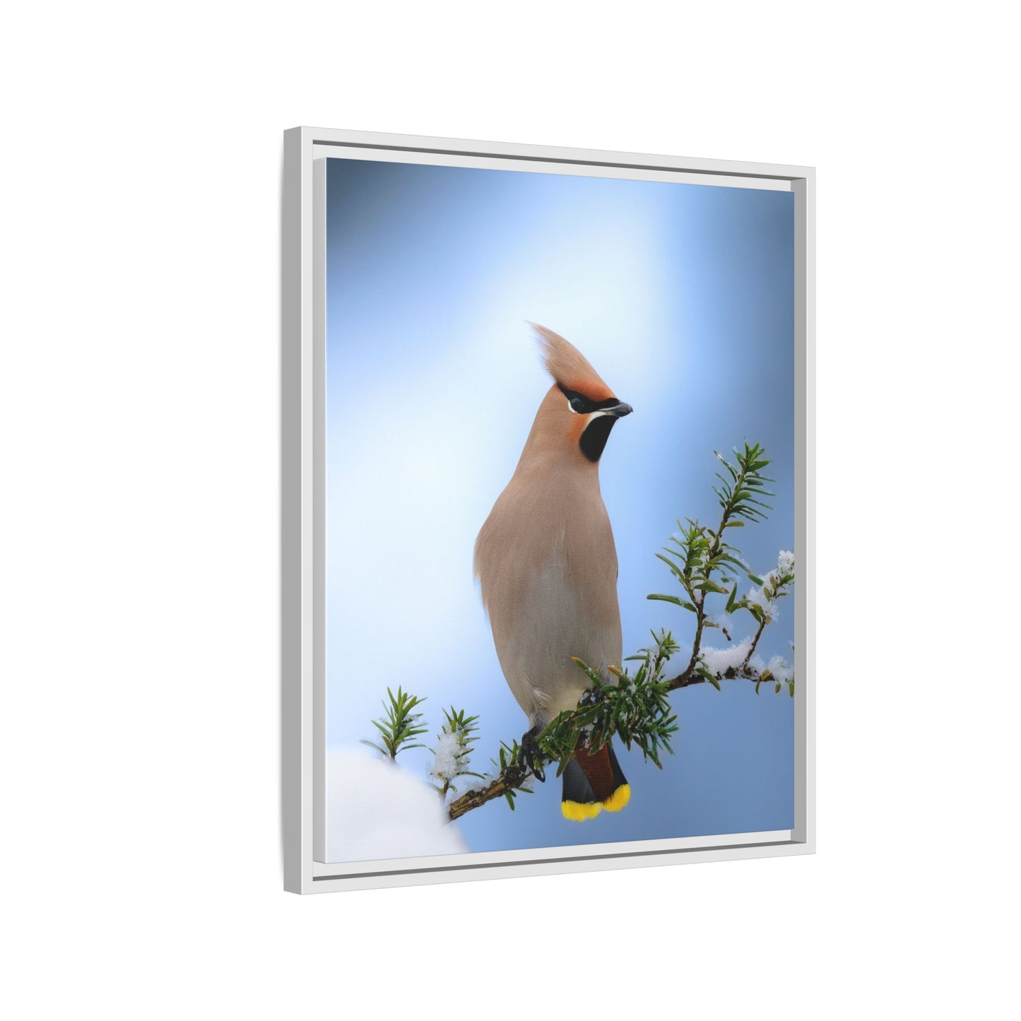 Bohemian Waxwing