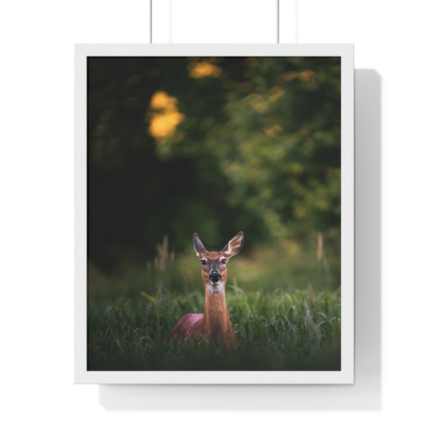 Midsummer Deer