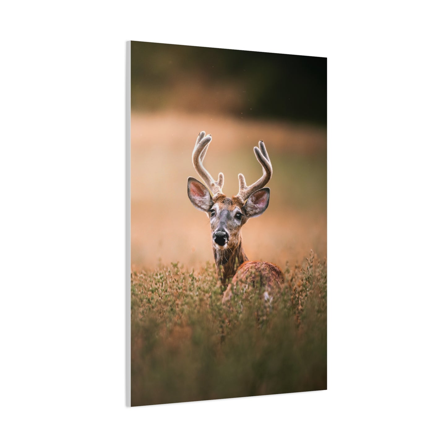 Crown Deer