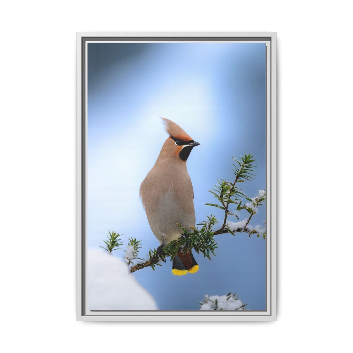 Bohemian Waxwing