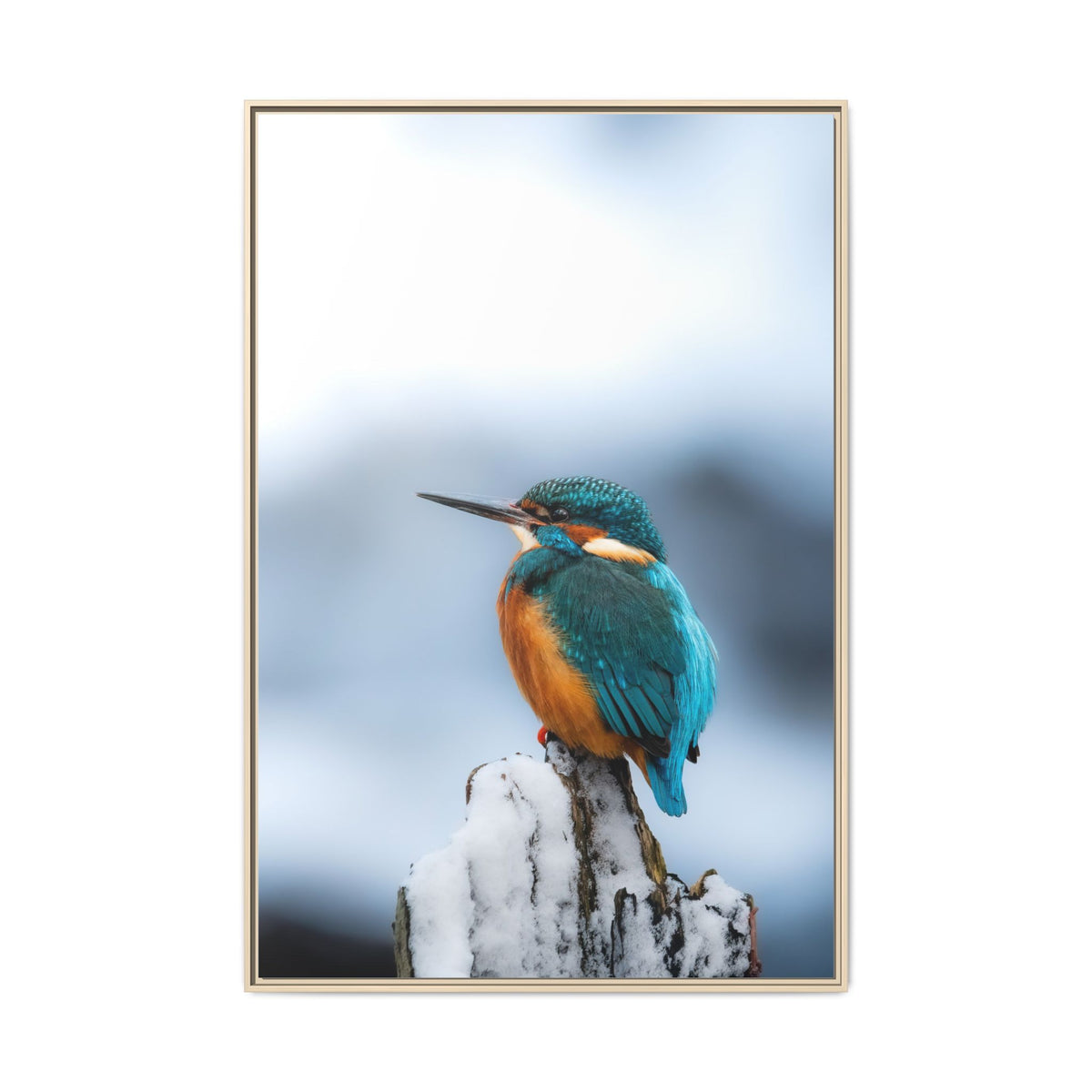 Framed Kingfisher Canvas Print — Matte Nature Wall Art