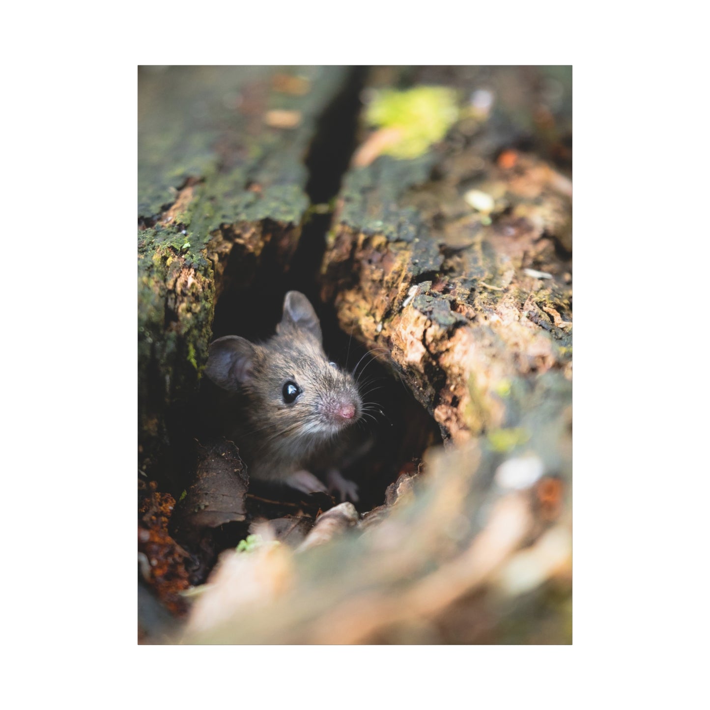 Peek-A-Boo