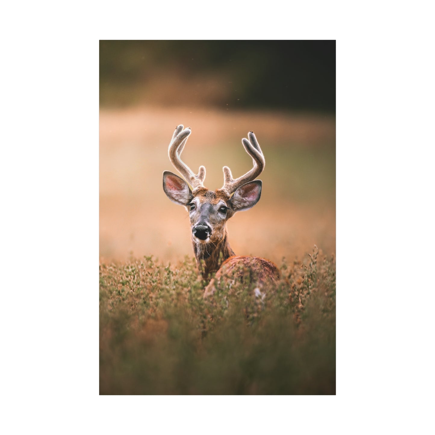 Crown Deer