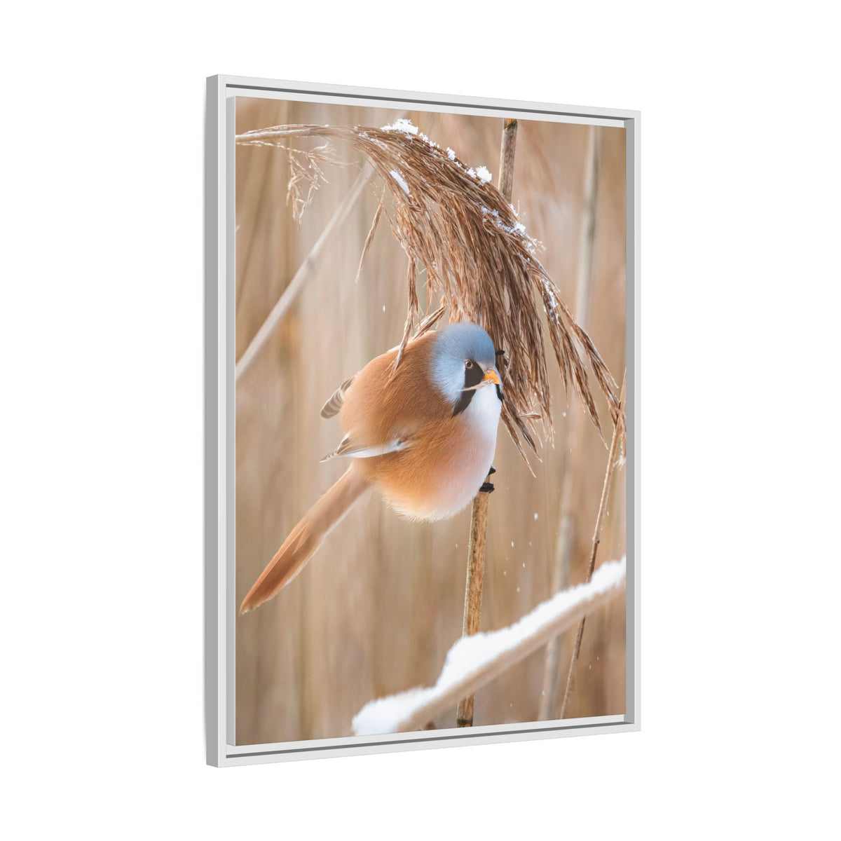 Framed Matte Canvas - Bearded Reedling Bird Photography (Winter Marsh)