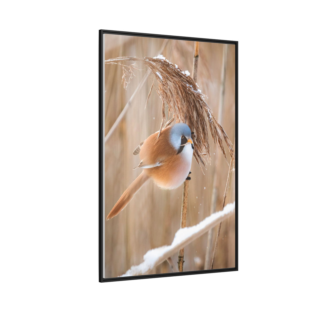 Framed Matte Canvas - Bearded Reedling Bird Photography (Winter Marsh)