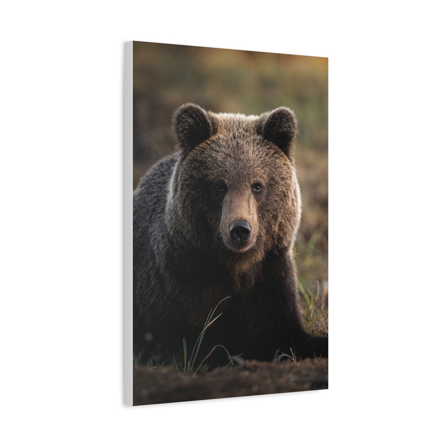 Big ol' teddybear