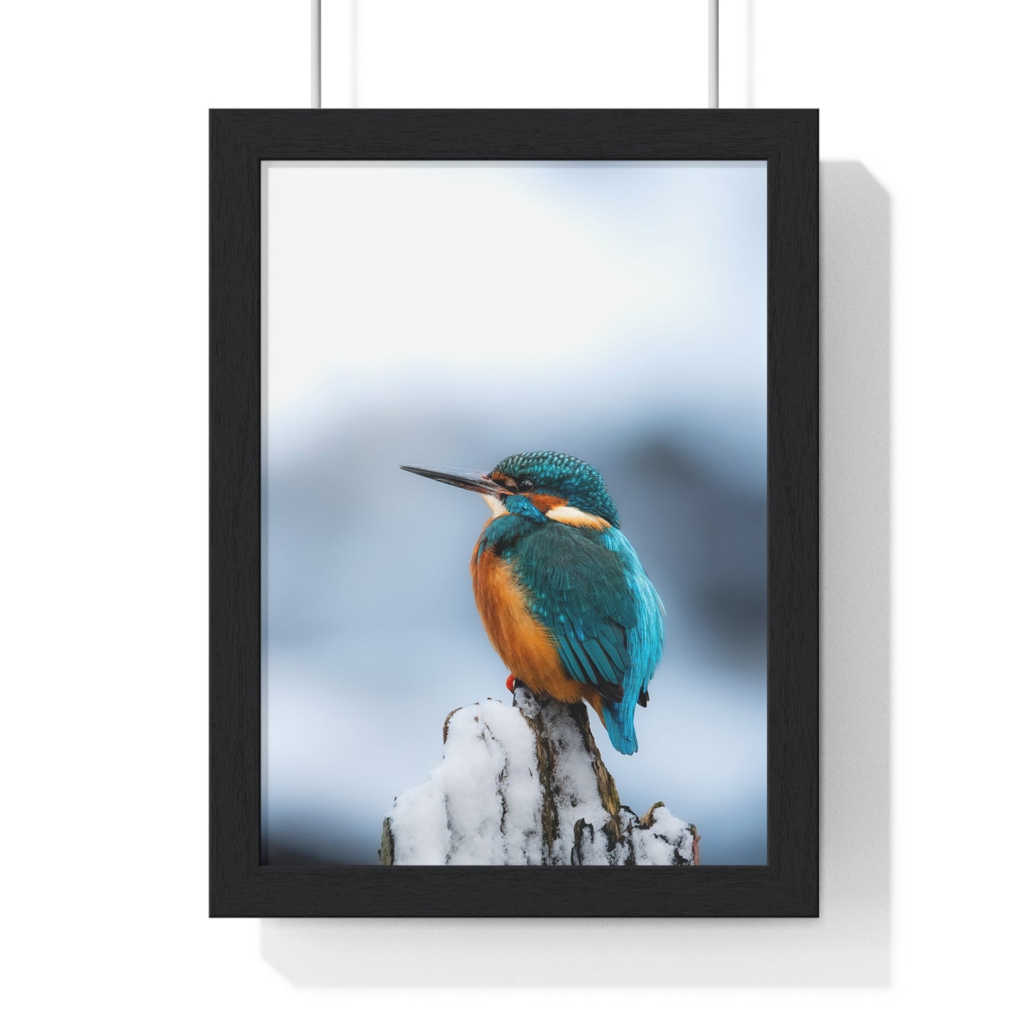 Kingfisher posing