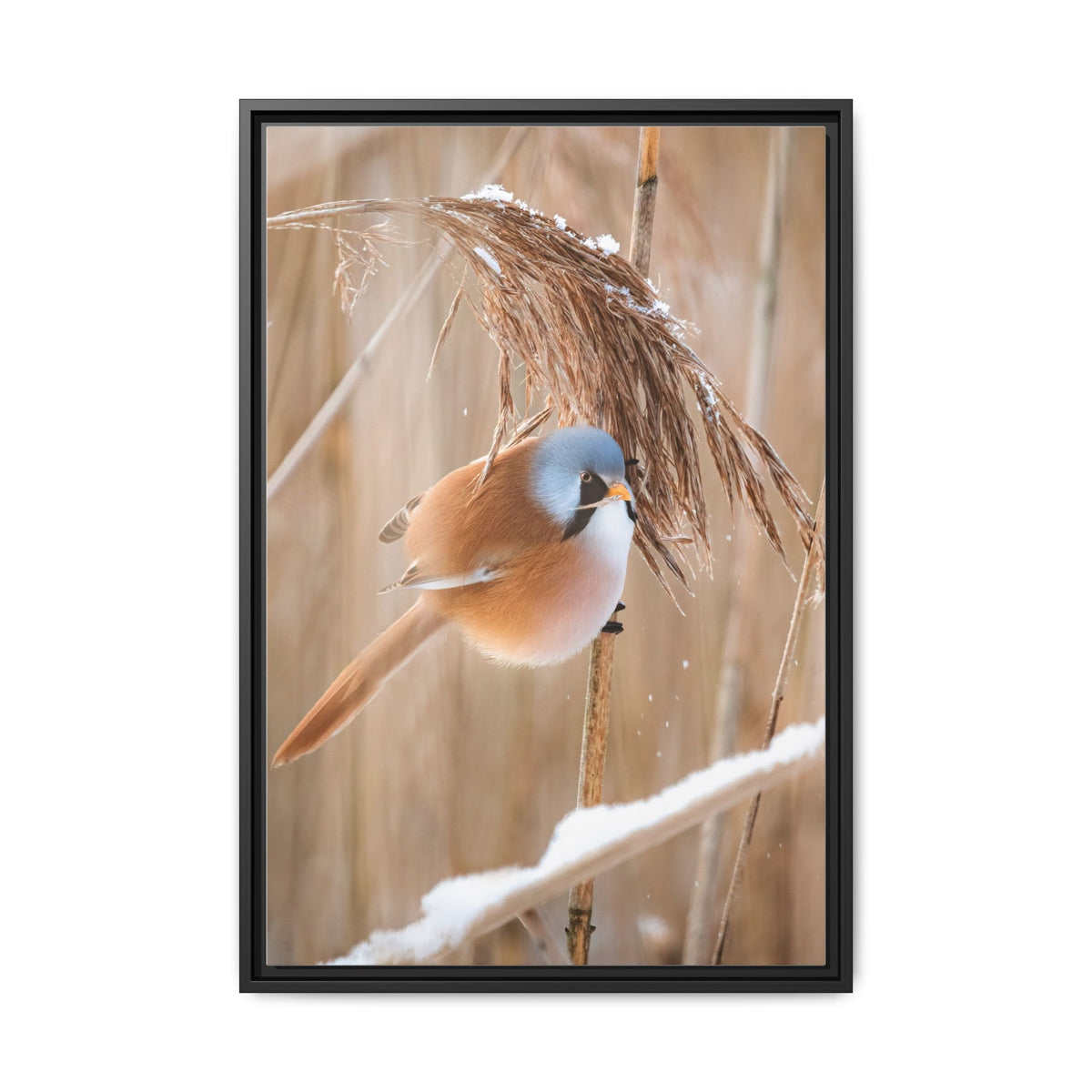 Framed Matte Canvas - Bearded Reedling Bird Photography (Winter Marsh)
