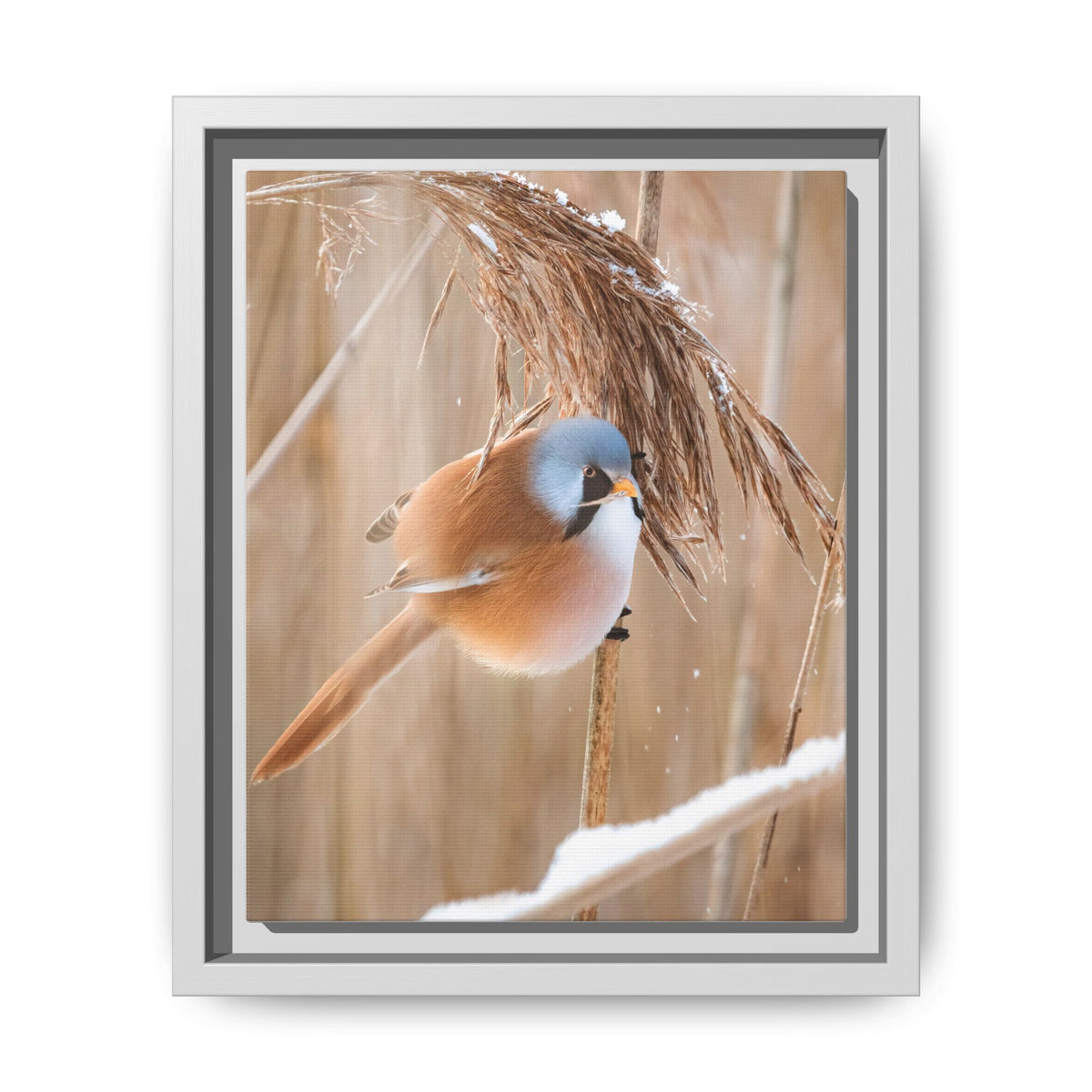 Framed Matte Canvas - Bearded Reedling Bird Photography (Winter Marsh)