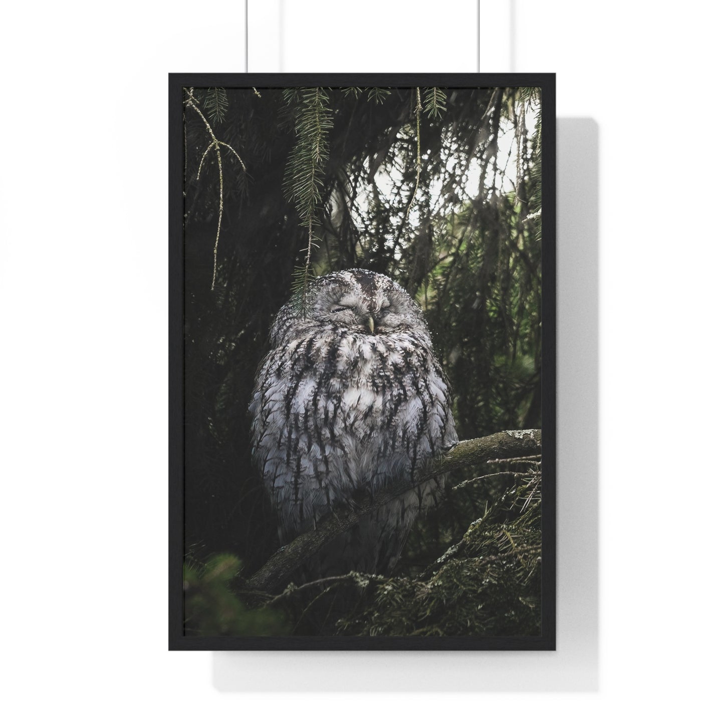 Sleepy Tawny Owl