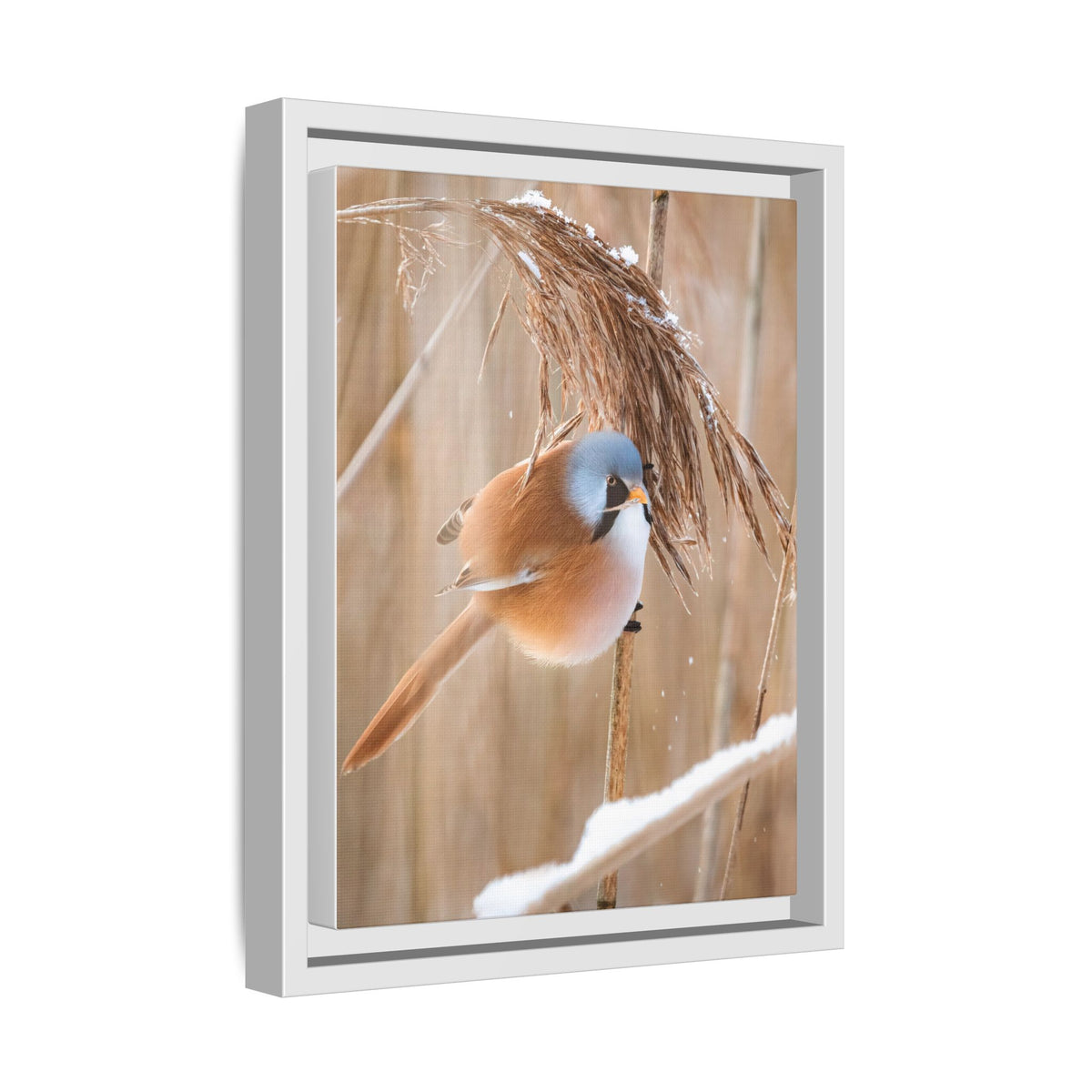 Framed Matte Canvas - Bearded Reedling Bird Photography (Winter Marsh)