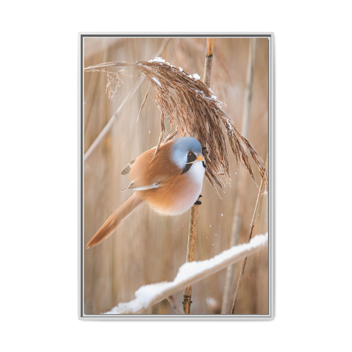 Framed Matte Canvas - Bearded Reedling Bird Photography (Winter Marsh)
