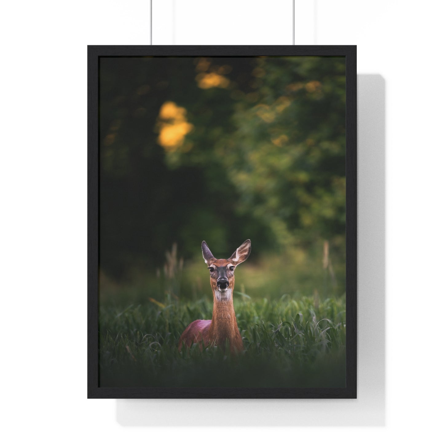 Midsummer Deer