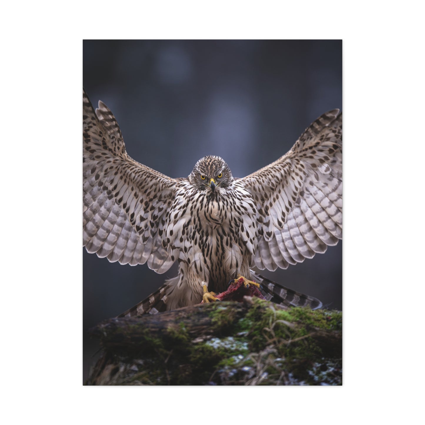 Majestic Bird of prey